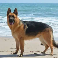 دوتا سگ پیدا شده