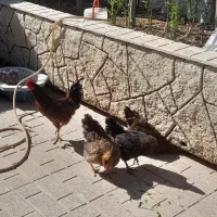 معاوضه مرغ و خروس رسمی با جوجه گرنجیک