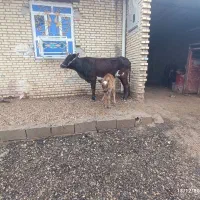 گاو|حیوانات مزرعه|شوشتر, |دیوار