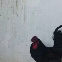 مرغ و خروس