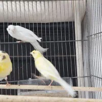 ۳ عدد قناری ماده