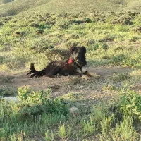 سگ گله ای درشت