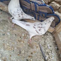 کبوترتهرانی|پرنده|حبیب آباد, |دیوار