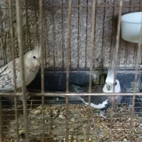 فروش دوجفت عروس هلندی