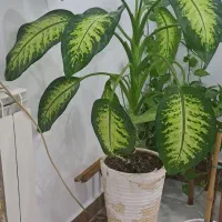 گلدان و گل دیفن باخیا  سالم  و برگهای سبز