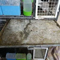 یک عدد جفتگاه 6تایی در حد نو|لوازم جانبی حیوانات|رشت, حومه رشت|دیوار