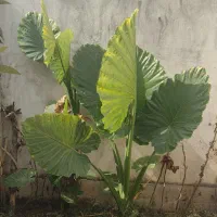 تعدادی درختچه بابا آدم توافقی