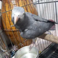 کاسکو ..اهلی|پرنده|رامشیر, |دیوار