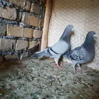کبوتر پلاکی|پرنده|مبارکه, |دیوار