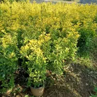 شمشاد نعنایی،طلایی،سبز،ساقه طلایی و یاس|گل و گیاه طبیعی|کلاچای, |دیوار
