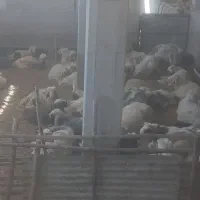 بره چاق کشتاری پروار سبک وزن