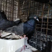 حمیدیه شبیشه خیابان اول روبروی کانال