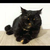 گربه اسکاتیش معاوضه با جوجه ملنگو شاه تخم