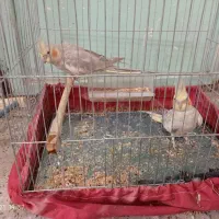 عروس هلندی نرو ماده جوان و سرحال همراه با قفس|پرنده|بدره, |دیوار