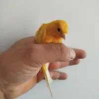 قناری نر و ماده