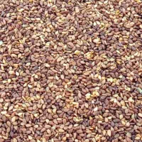 فروش کنجد|عمده‌فروشی|لار, |دیوار