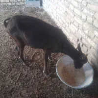 بز مورسیا|حیوانات مزرعه|انار, |دیوار