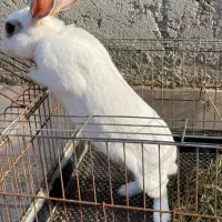 خرگوش ماده بارور