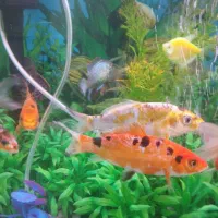 ماهی کوی سالم و زرنگ ۱۴ سانتی خوشرنگ|ماهی|کرمانشاه, |دیوار