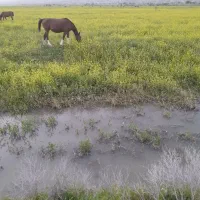 فروش اسب درشور  مادیون درجه