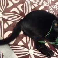 واگذاری گربه