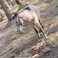 اسب سالم و سرحال|حیوانات مزرعه|کهنوج, |دیوار