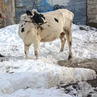 گاو هلشتاین|حیوانات مزرعه|دیواندره, |دیوار