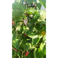 فروش باغ اطراف ریوند ۱.۸۰۰میلیارد املاک خانواده|فروش خانه و ویلا|باشتین, |دیوار