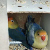 طوطی برزیلی رنگ خاص|پرنده|محمدیه-قزوین, |دیوار