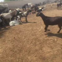 بز آبستن دوقلوزا و جوجه بوقلمون