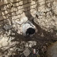 سگ خارجی
