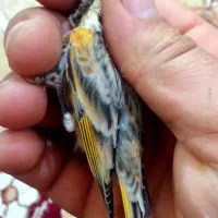 گلبسر معاوضه با فنچ مرغ عشق