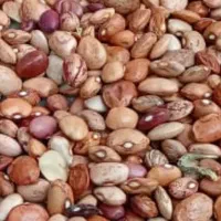 فروش لوبیا چیتی، قرمز، کپه، خرد و آشی|خوردنی و آشامیدنی|شیراز, میانرود|دیوار