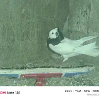 سلام فروش یک جفت کبوتر طوقی|پرنده|دهدشت, |دیوار