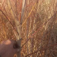 نهالستان محمودی|گل و گیاه طبیعی|محمدیه-قزوین, |دیوار