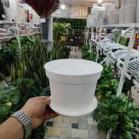 گلدان پاچیرا پلاستیک ژله ای پتوس سانسوریا خاک ورمی|گل و گیاه طبیعی|قم, ولیعصر|دیوار