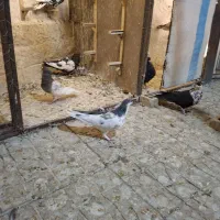 فروش دو جفت کفتر ذات درست|پرنده|مشهد, چهارچشمه|دیوار