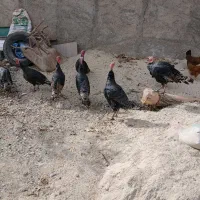 ۶عدادبوقلمون فروشی