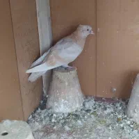 ۴ عدد کبوتر|پرنده|تبریز, |دیوار