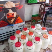 شیر تازه گاوداری تمیز وسالم به قیمت درب گاوداری