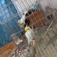 پرند|پرنده|بلوک, |دیوار