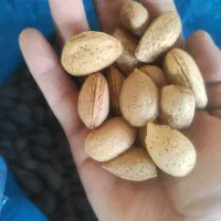 بادام بوانات درجه یک هر ۴ کیلو ۱کیلو مغز|خوردنی و آشامیدنی|مرودشت, بهارستان|دیوار