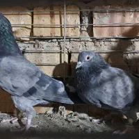 کبوتر ساعتی کاشان|پرنده|آران و بیدگل, |دیوار