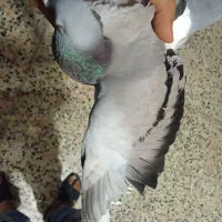 کبوتر پلاکی نر مسافتی
