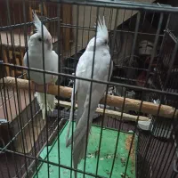 یک جفت عروس هلندی آلبینو