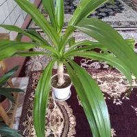 فروش گل اشک ملکه