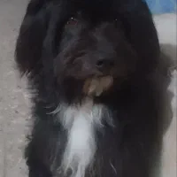 سک نر