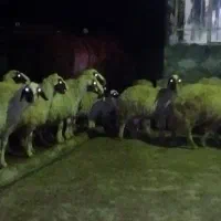 گوسفند سنجابی|حیوانات مزرعه|ماهیدشت, |دیوار