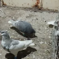 یک‌جفت‌الماسی