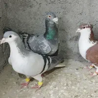 کفتر کبوتر ساده سار چپ